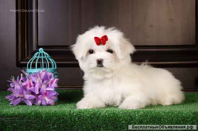 Щенки мальтийской болонки (Maltese)от Ирлайн-дог в продаже