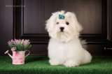 Щенки мальтийской болонки (Maltese)от Ирлайн-дог в продаже