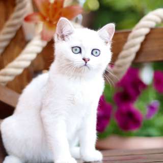 Британские котята