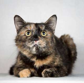 Очень скромная и дружелюбная кошка Искра