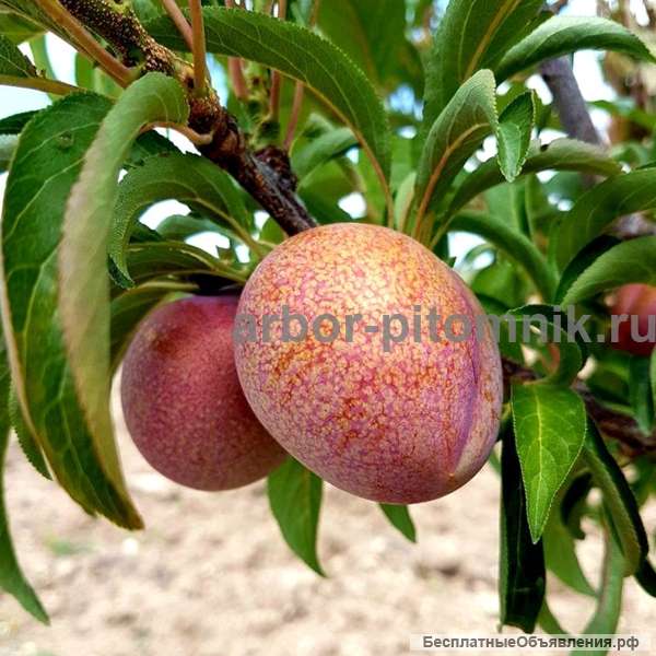 Саженцы и крупномеры слив из питомника Арбор