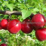 Саженцы и крупномеры слив из питомника Арбор