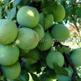 Саженцы и крупномеры слив из питомника Арбор