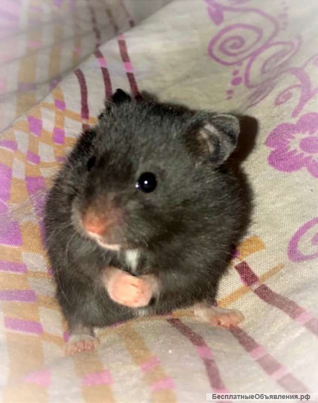 Сирийские хомячки бесплатно