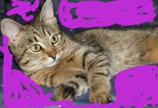 Спокойный котенок Вася в добрые руки