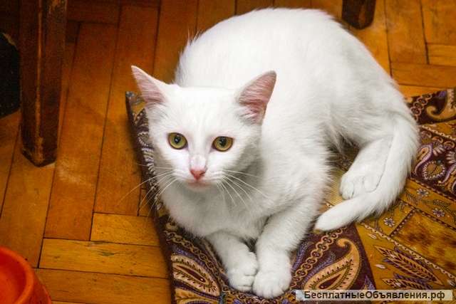 Красавица белоснежная кошка в добрые руки