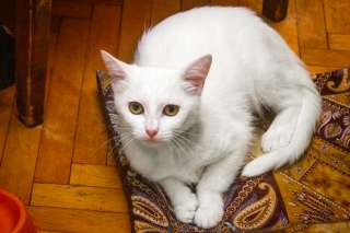 Красавица белоснежная кошка в добрые руки