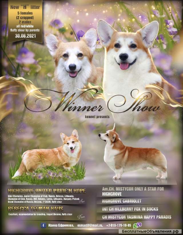 Щенки (девочки/ мальчики) Вельш Корги Пемброк