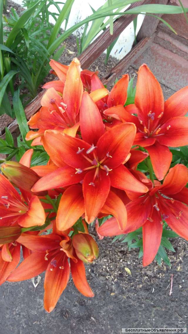 Требуется администратор в офис