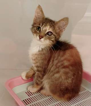 Осторожная Лапка Ночного Койота в добрые руки