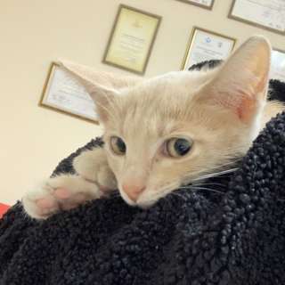 Самый обаятельный и привлекательный Апельсинчик в добрые руки