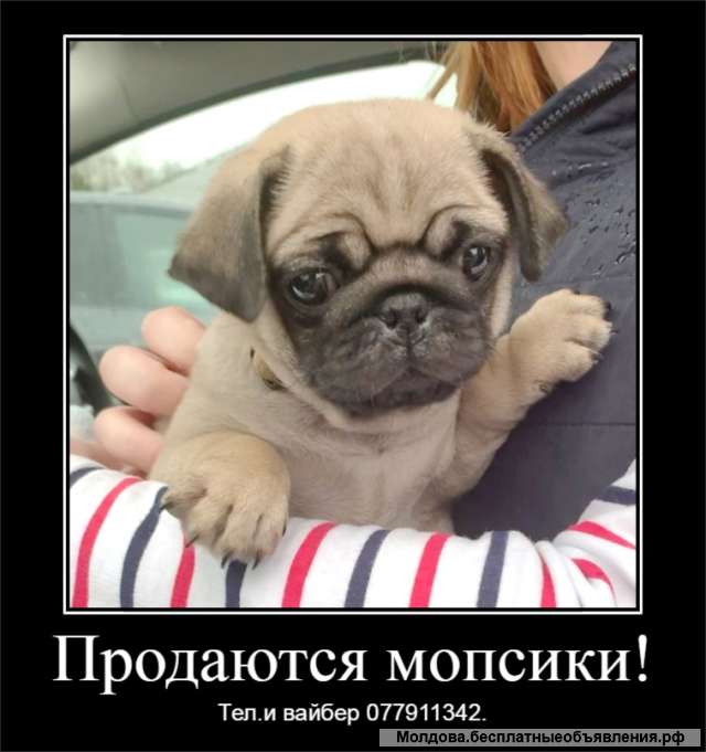 Щенки королевского мопса