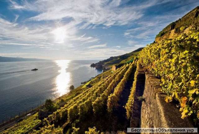 Сбор винограда Франция