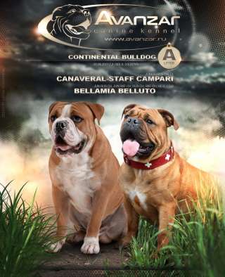 Щенки Континентального бульдога (впервые)