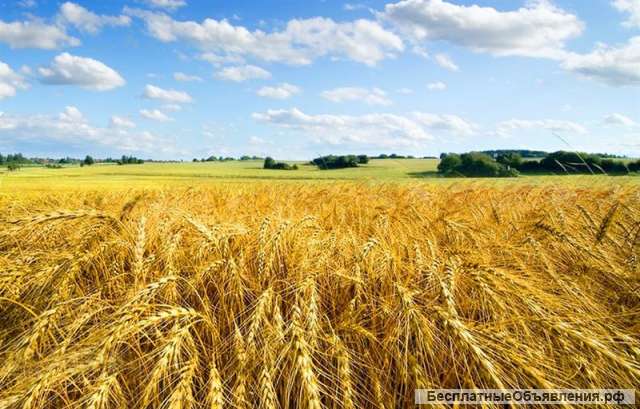 Пашня 2000 га в собственности