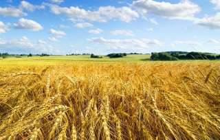 Пашня 2000 га в собственности