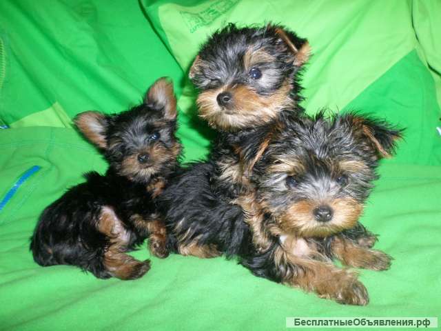 Щенки Йорка мальчики 4 мес