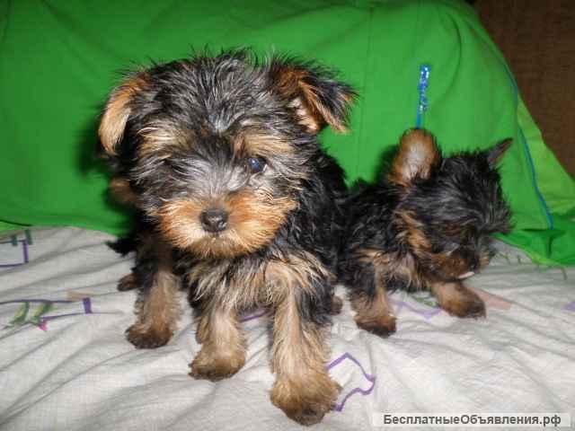 Щенки Йорка мальчики 4 мес