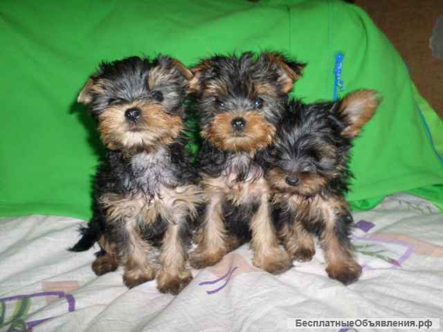 Щенки Йорка мальчики 4 мес
