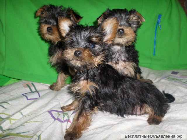 Щенки Йорка мальчики 4 мес