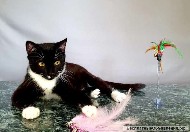 Позитивный и доброжелательный котенок в добрые руки