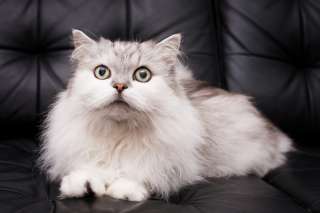 Котик Бонифаций в поисках самых лучших мампап