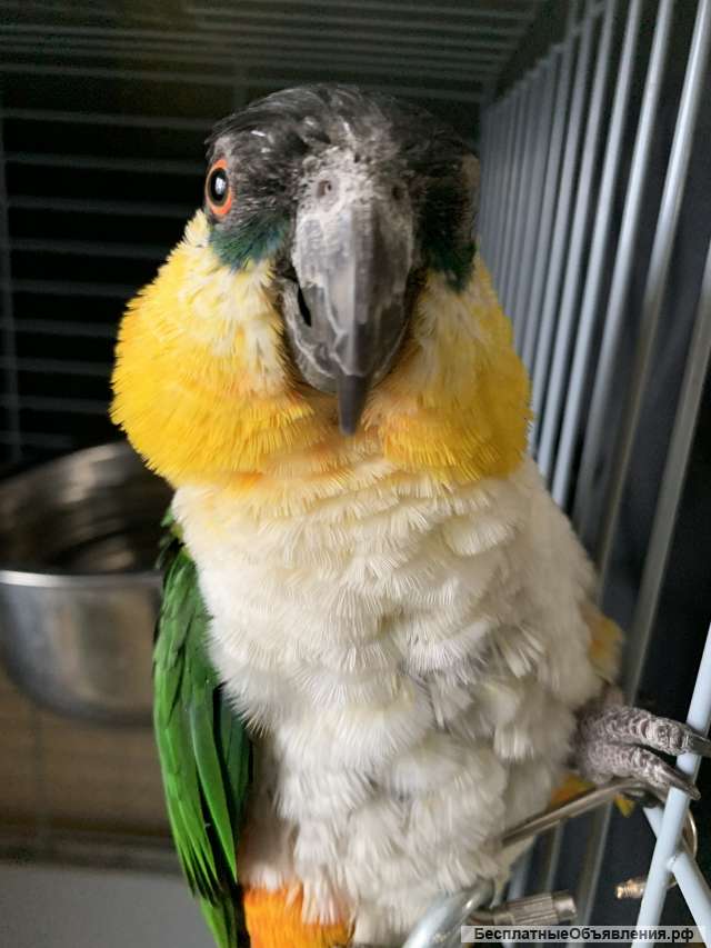Каик