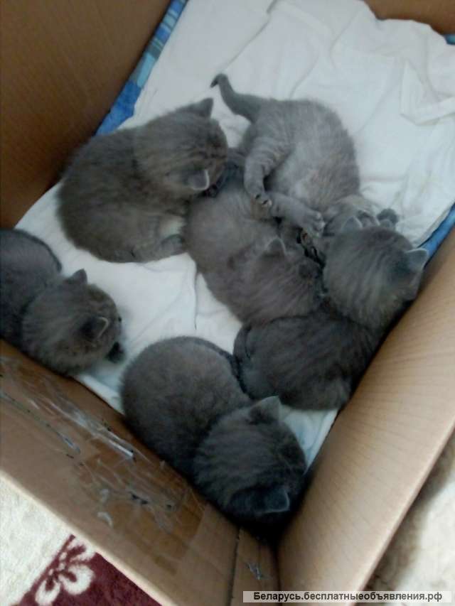 Голубые британцы