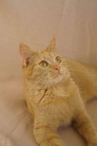 Рыжая красавица кошка Тая в добрые руки