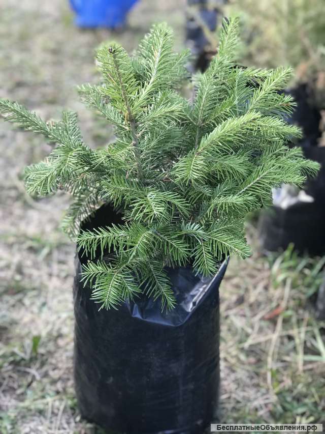 Саженцы Уральской ели, сосны