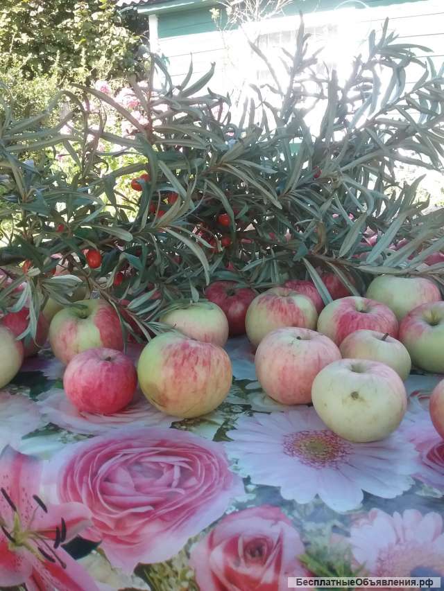 Яблоки летние, среднего размера с бочкАми
