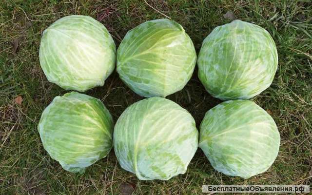 Капуста белокочанная