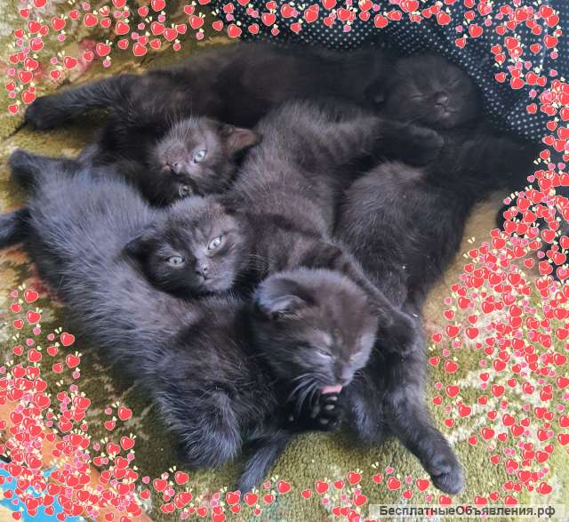 Потрясающие котята в добрые руки