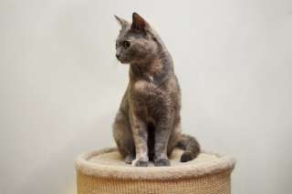 Черепахово-дымчатая кошка Мышка в добрые руки