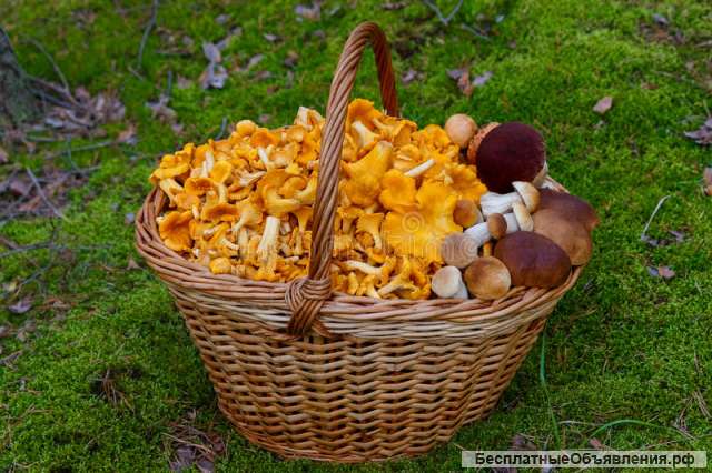 Дары природы, грибы и ягода