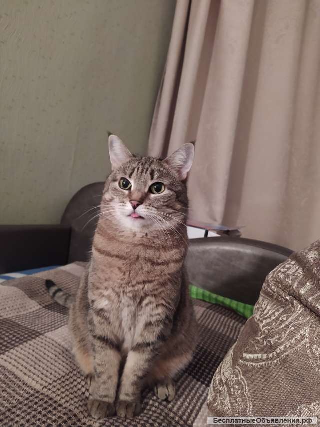 Отдам кошку Бусю в хорошие руки