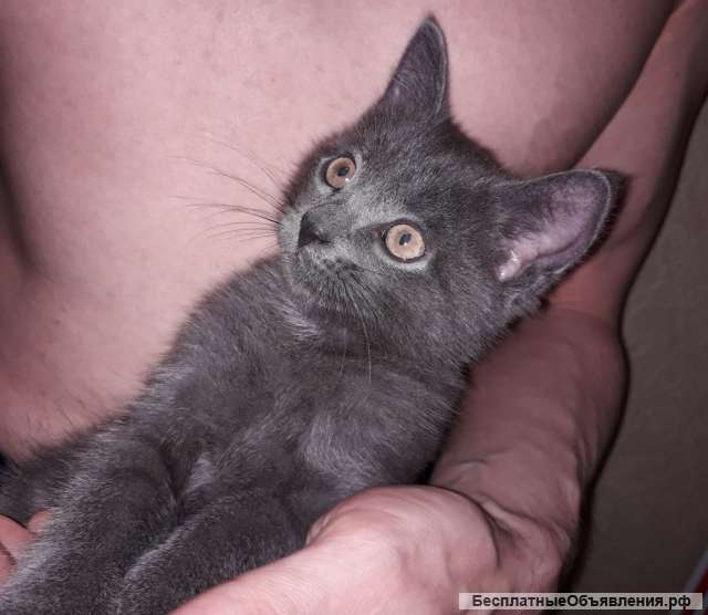 Котёнок мальчик, даром
