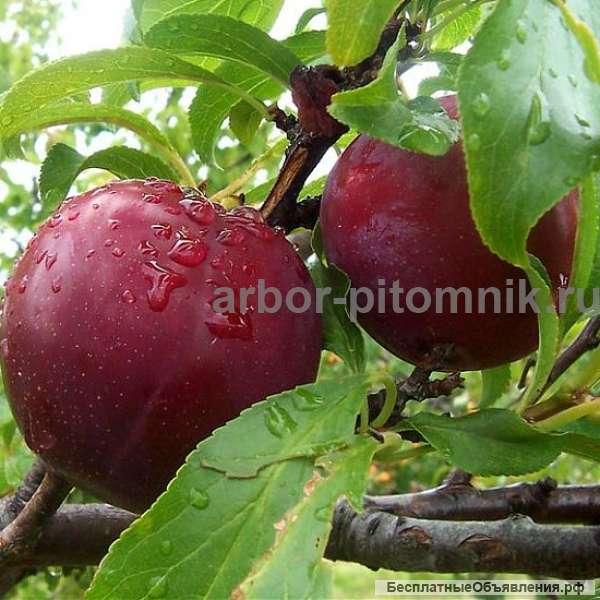 Саженцы и крупномеры алычи из питомника с гарантией