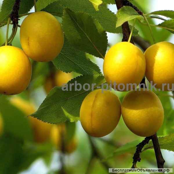 Саженцы и крупномеры алычи из питомника с гарантией