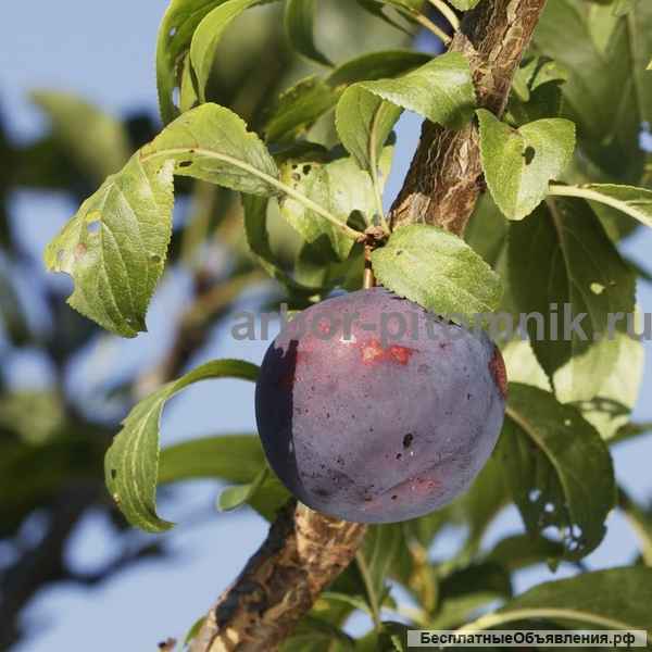 Саженцы и крупномеры алычи из питомника с гарантией