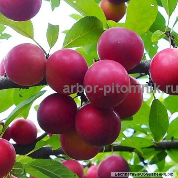 Саженцы и крупномеры алычи из питомника с гарантией