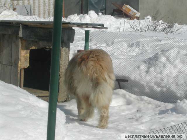 Магазин в аренду