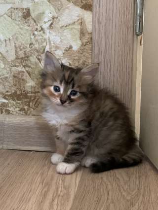 Отдам в добрые руки