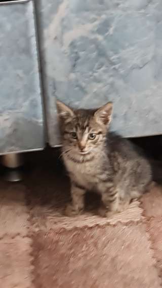 Очень ласковый котик