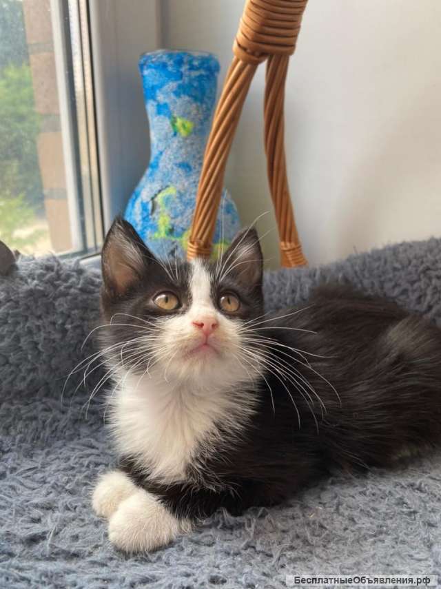 Котенок Чарли в добрые руки