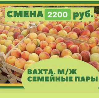 Упаковщик фруктов Вахта в Москве