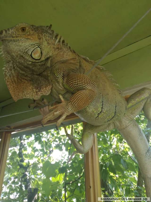 Зелёная Игуана