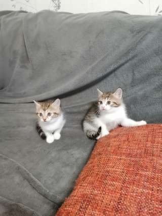 Отдадим бесплатно в хорошие, добрые руки