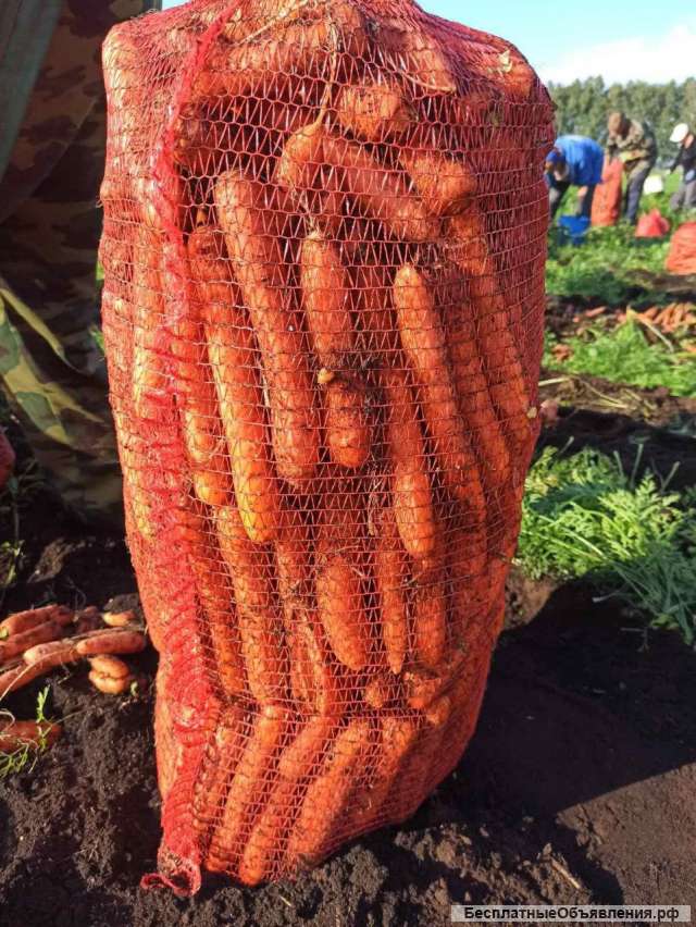 Морковь оптом. Урожай 2021. Беларусь