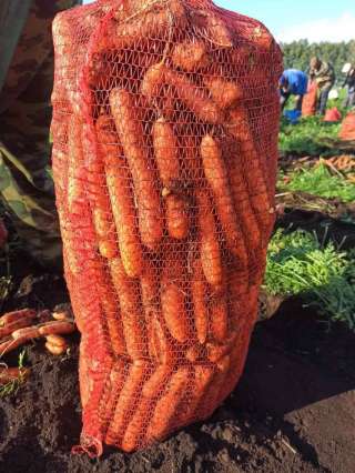 Морковь оптом. Урожай 2021. Беларусь